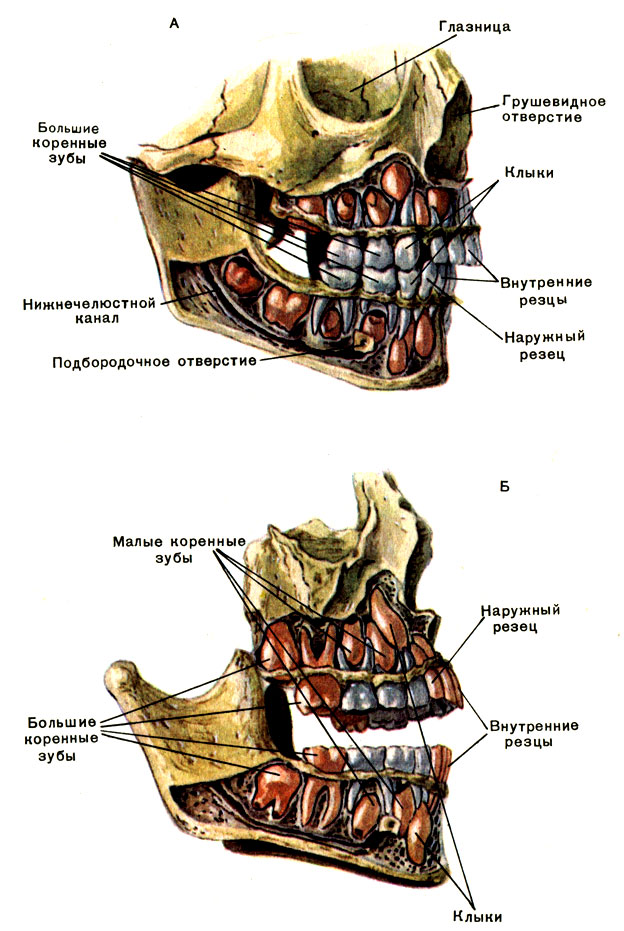 Коренной зуб в челюсти. Строение верхней челюсти с зубами. Анатомия верхней челюсти челюсти. Анатомия постоянных зубов верхней челюсти. Нижняя челюсть зубы анатомия строение.