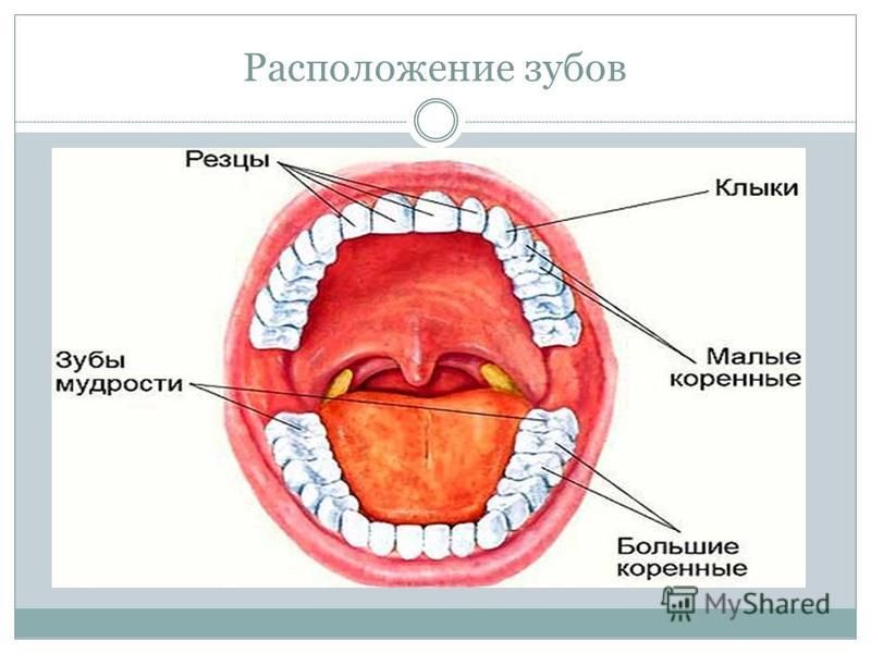 Как нумеруются зубы в ротовой полости фото