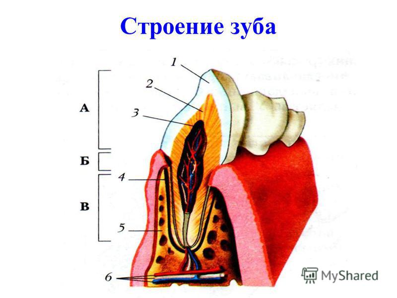 Строение зуба человека фото