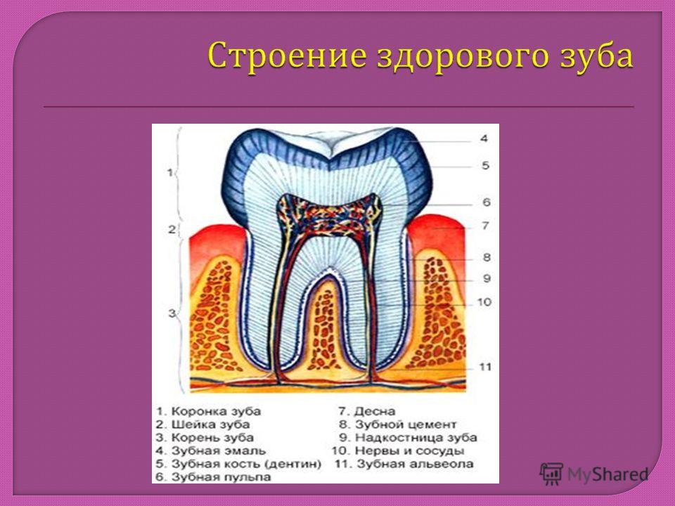 Надкостница зуба. Строение зуба человека надкостница. Клиническое строение зуба. Строение зуба шейка зуба.