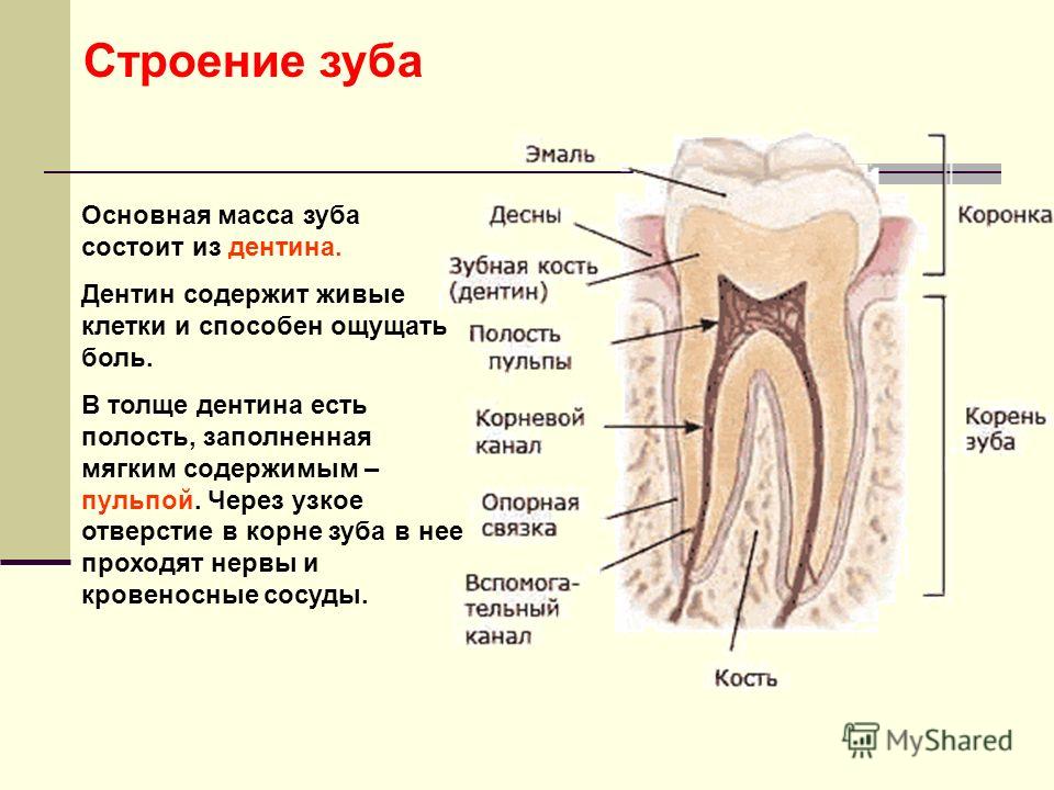 Зубы человека выполняют функцию. Внешнее строение зуба анатомия. Схема внутреннего строения зуба анатомия. Строение корня зуба человека.