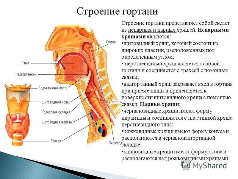 Горла человека схема фото