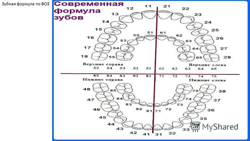 Схема постоянных зубов у взрослых