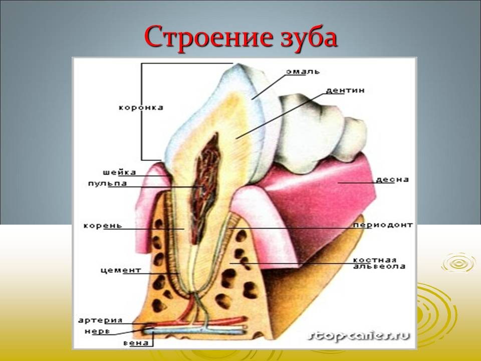 Строение зуба человека схема для детей