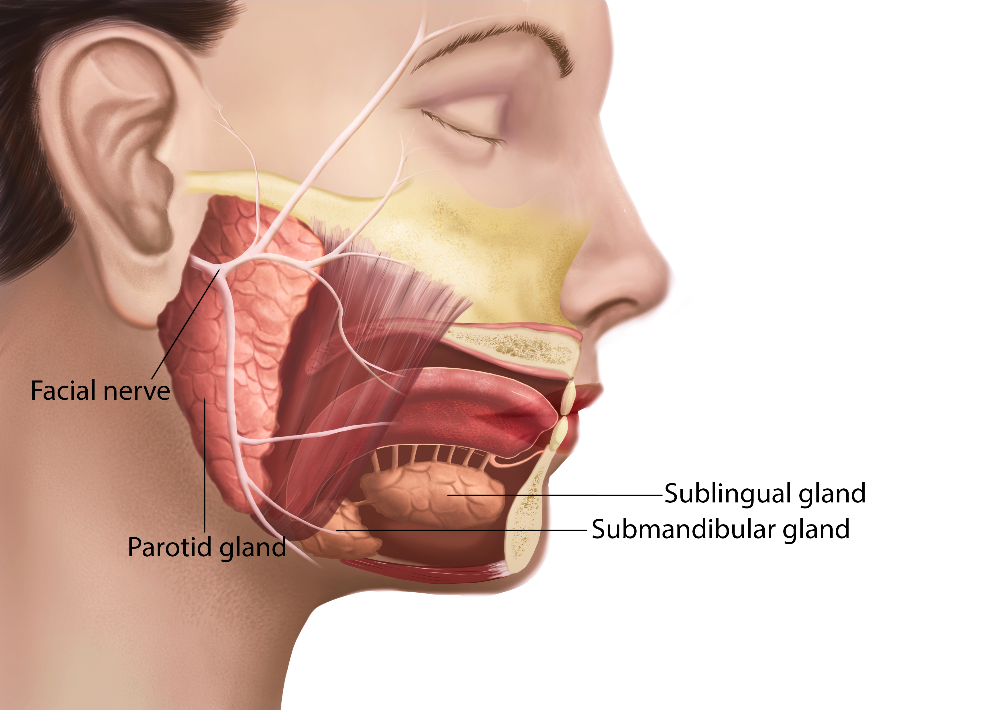 Где находится слюнная железа у человека рисунок