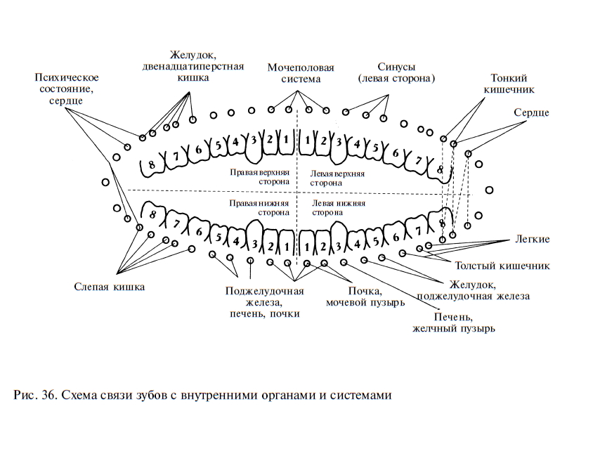 Зубы у человека схема расположения по номерам