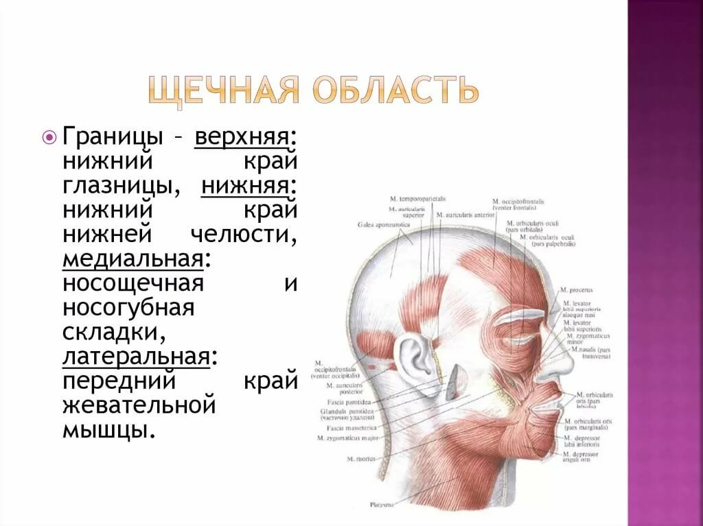 Передне нижний край. Щечная область лица топографическая анатомия. Послойное строение щечной области. Топография области щечной области. Поверхностная боковая область лица топографическая анатомия.