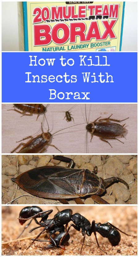 Keep Pests away using Borax - Top 10 Most Creative Household Uses for Borax