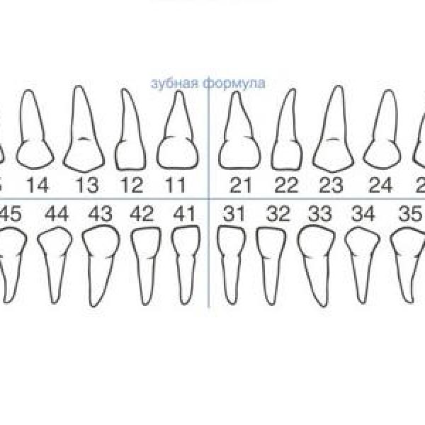 Формула зубов в стоматологии картинки