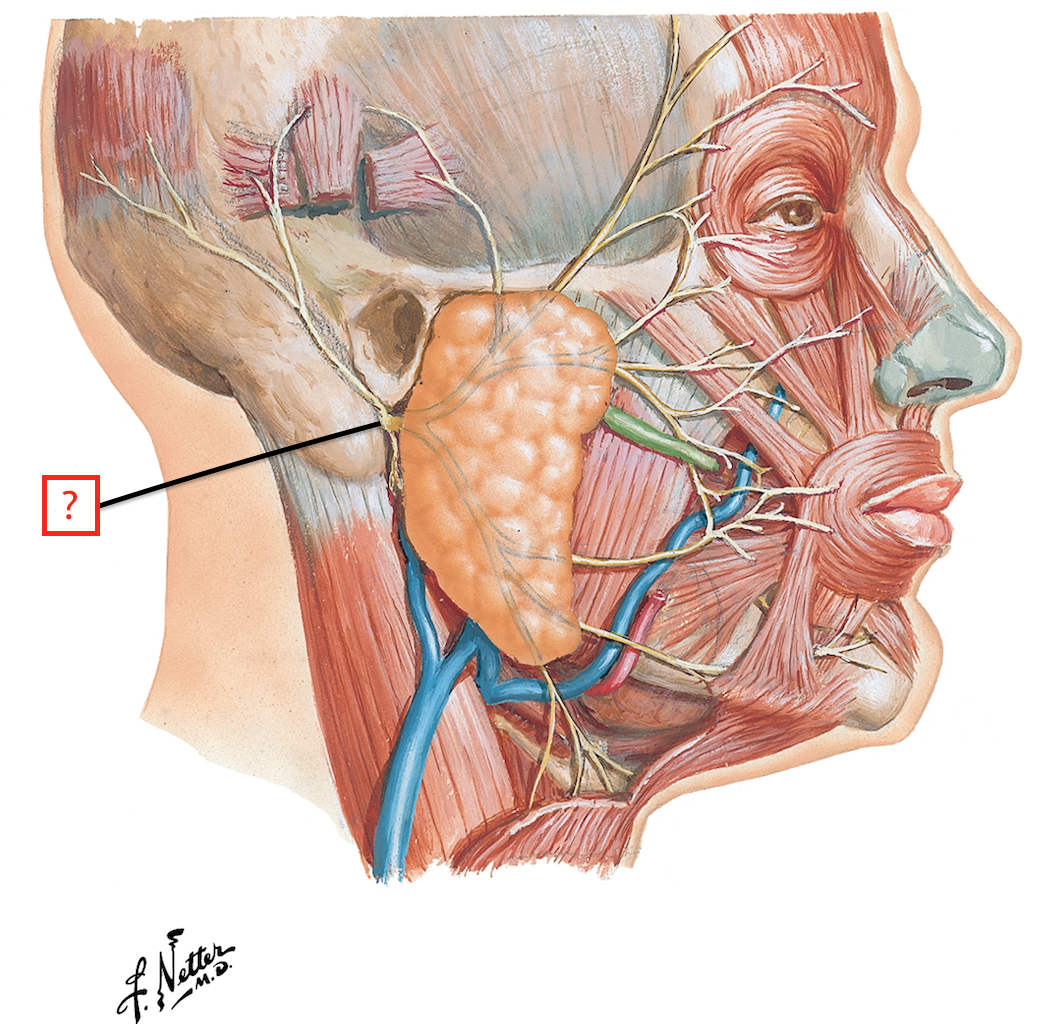 Околоушная железа является железой. Околоушная слюнная железа венозный отток. Околоушная слюнная железа Неттер. Проток околоушной слюнной железы. Околоушная слюнная железа топографическая анатомия.