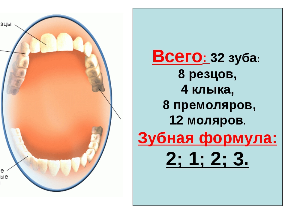 32 зуба. Зубная формула моляры премоляры резцы клыки. Строение зубов формула зубов. Зубы строение зубная формула. Строение зуба формула зубов.