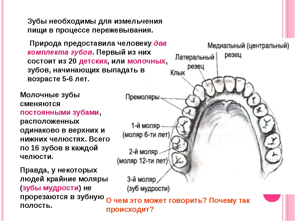 Строение челюсти и зубов у человека фото и название