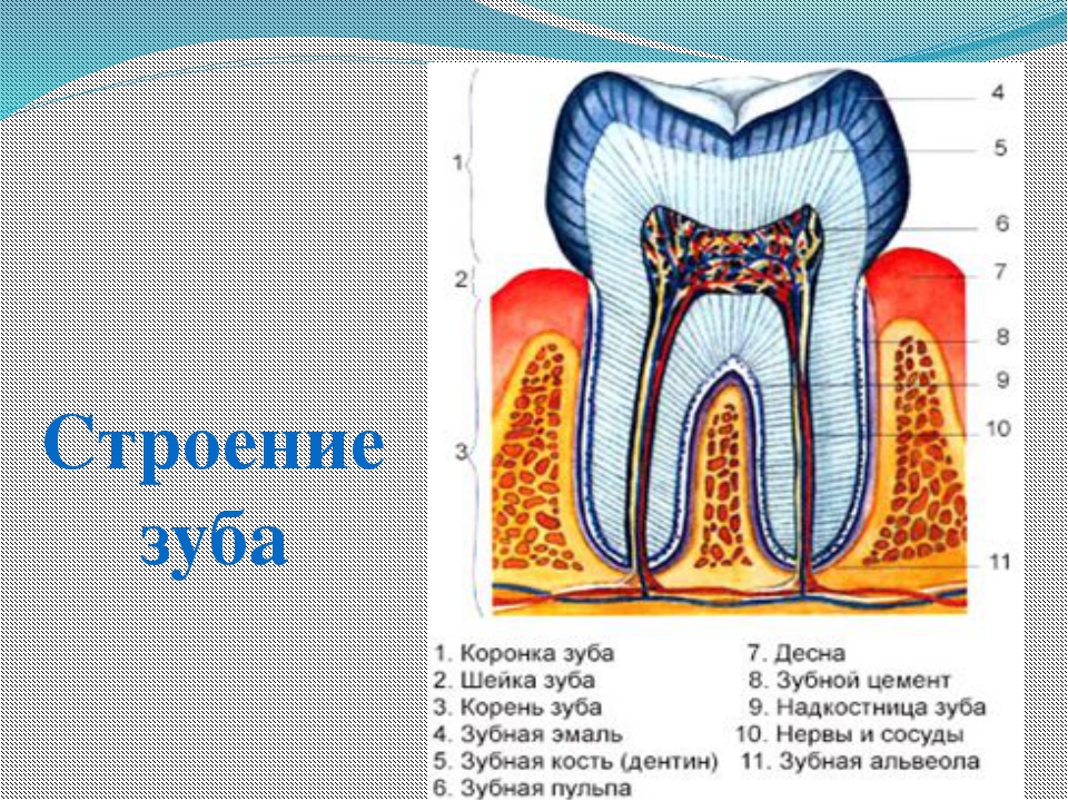 Строение зуба картинка для детей