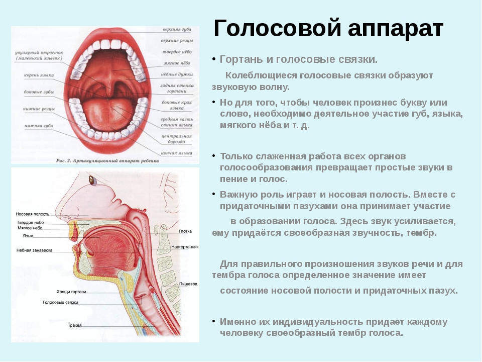 Схема гортани и глотки человека в картинках