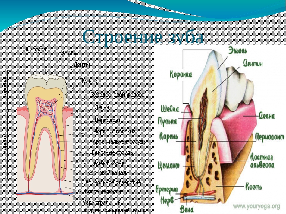 Выберите три верно обозначенные подписи к рисунку строение зуба на котором изображено