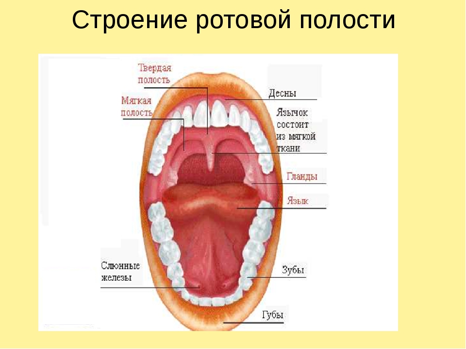 Строение рта и горла человека фото с описанием