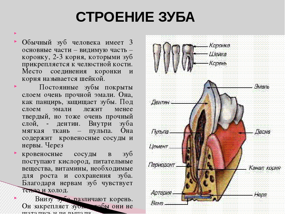 Типы зубов внешнее и внутреннее строение зубов. Строение зуба человека. Зубы человека анатомия. Строение зуба человека схема. Видимая часть зуба
