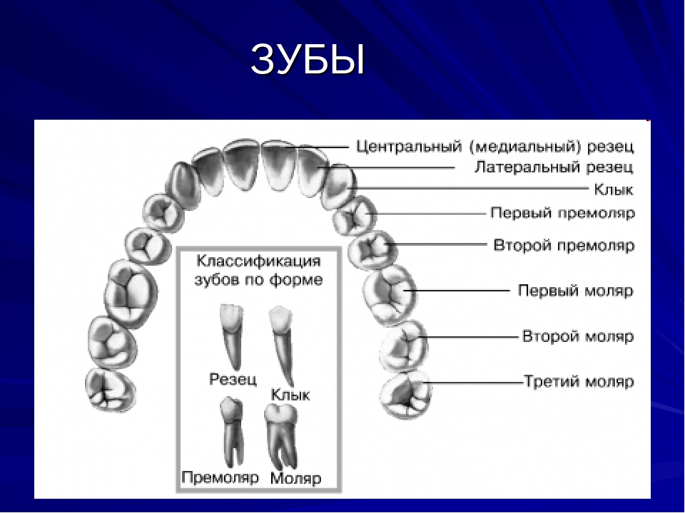 Как какие зубы называются. Классификация зубов моляры премоляры. Зубы резцы клыки премоляры моляры. Зубная формула моляры премоляры резцы клыки.