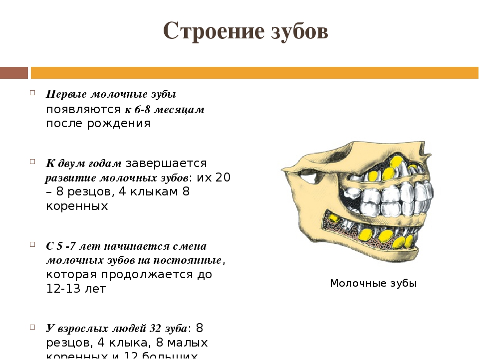 Молочные зубы. Особенности строения молочных зубов. Строение молочного зуба человека. Постоянные зубы строение. Строение детских зубов молочных.