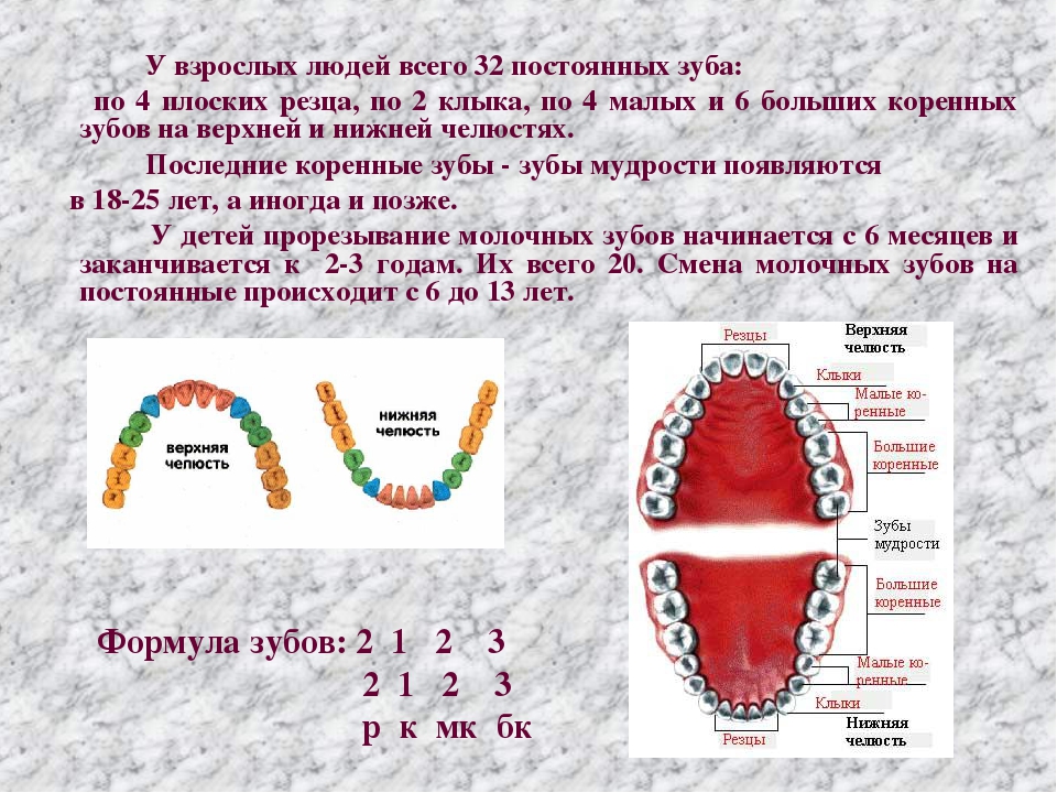 Проект зубы 10 класс