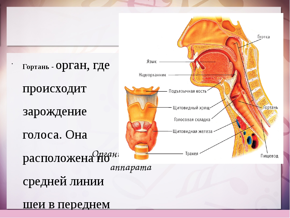 Строение глотки 8 класс