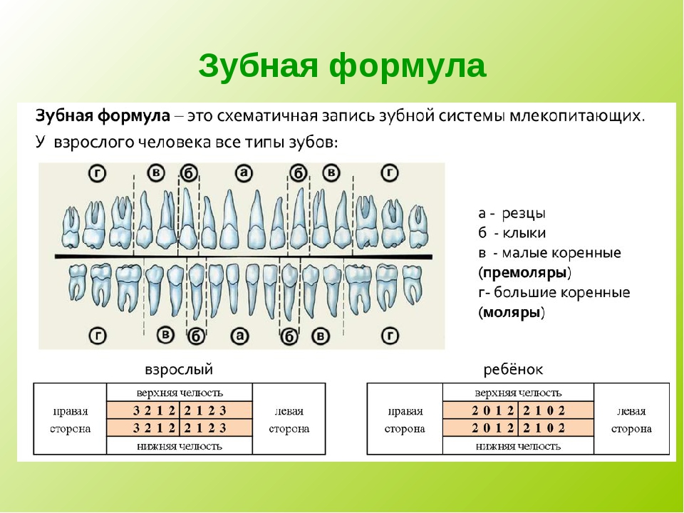 Что значит 4 2 1. Зубная формула молочных и постоянных зубов. Зубная формула молочного и постоянного прикуса. Клиническая зубная формула молочных зубов. Формулы молочных и постоянных зубов человека.