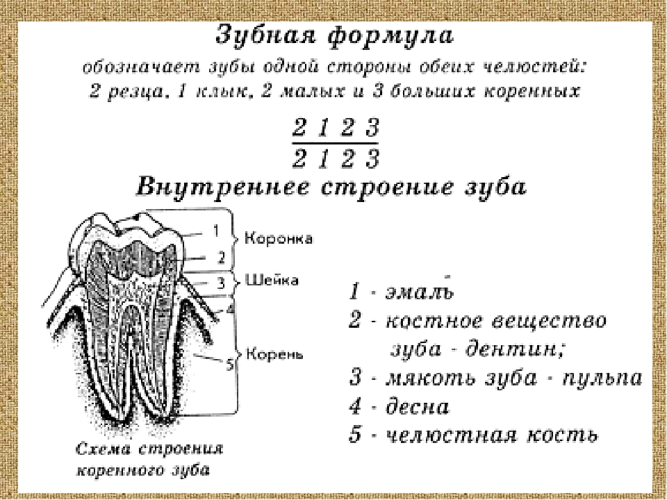 Зубная формула схема