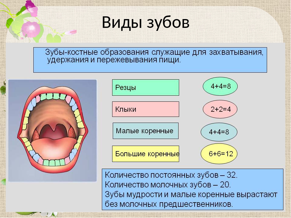 Сколько зубной. Зубы резцы клыки коренные функции. Особенности строения и функции зубов. Зубы Назначение строение функции. Типы зубов и их функции.