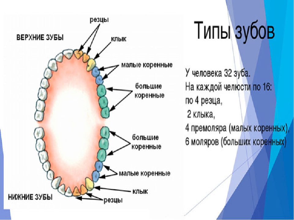 Малые коренные зубы функции. Строение постоянных зубов схема. Как называются зубы сзади. Название зубов у человека.