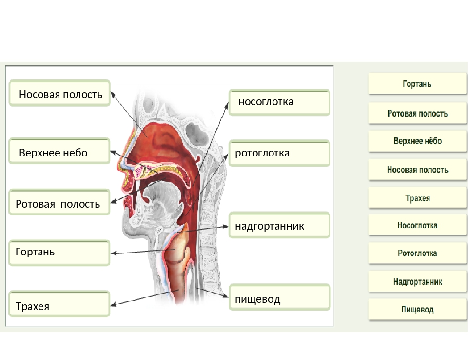 Схема гортани и глотки человека в картинках