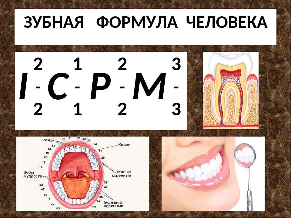 Формула зубов фото