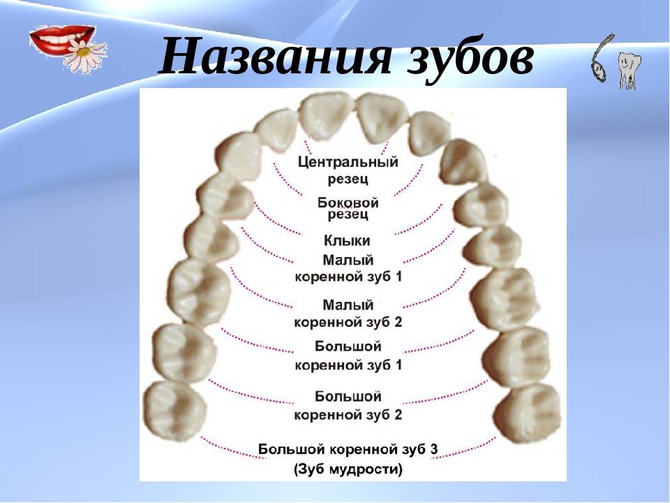 6 зуб снизу. Название зубов. Название всех зубов у человека. Расположение и название зубов. Название каждого зуба.