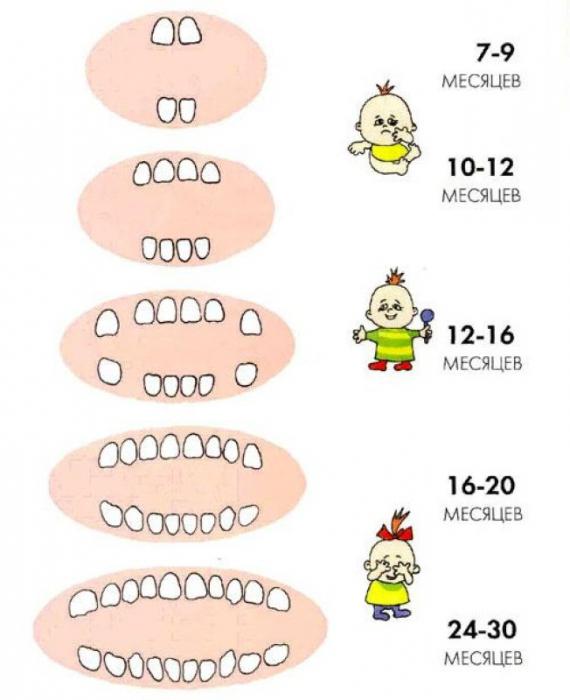  в каком порядке и возрасте лезут зубы у детей