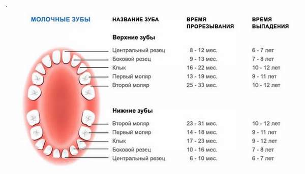 какие молочные зубы выпадают у детей: схема
