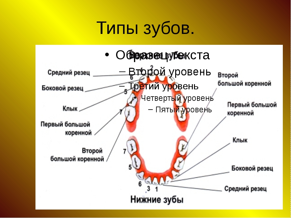 Зуб это. Типы зубов. Название зубов у человека. Строение и название зубов. Типы зубов человека.