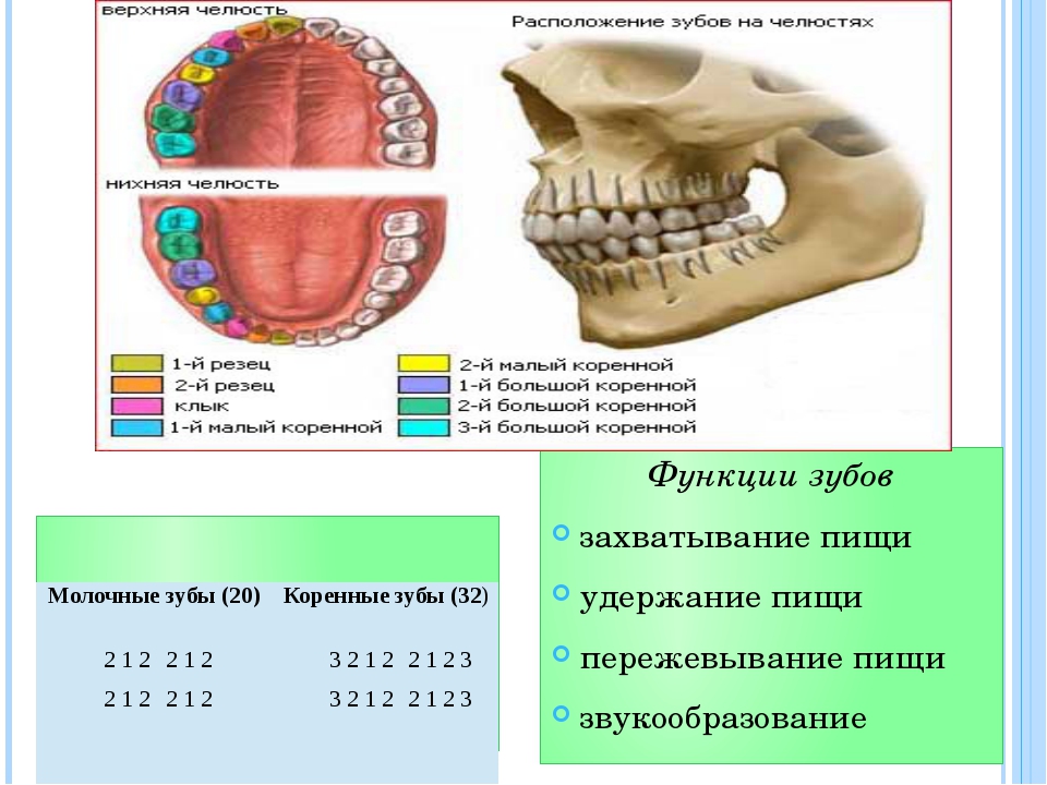 Зубы в челюсти схема