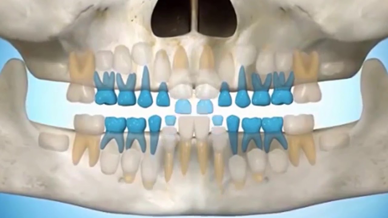 Коренной зуб в челюсти. Снимки молочных и постоянных зубов. Молочные и коренные зубы снимок.