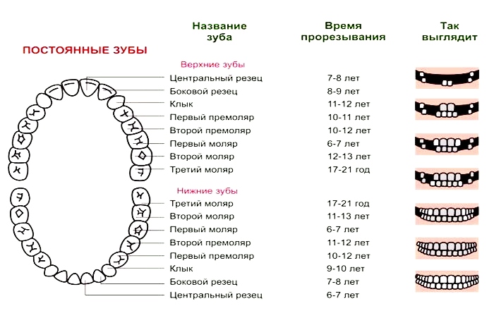 Зубы взрослого человека схема