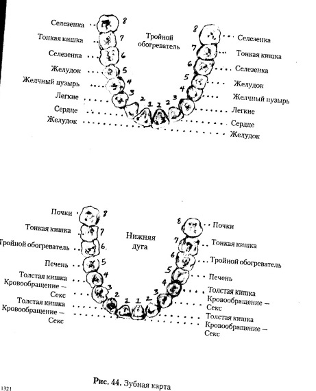 Какой зуб к какому органу относится карта