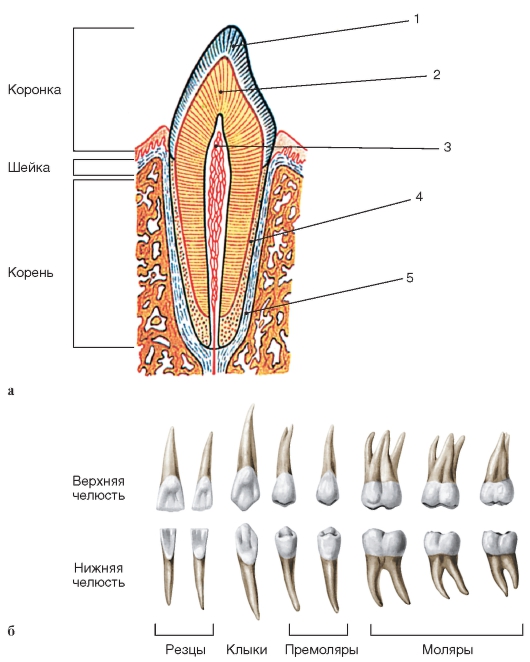 Какие части у зуба. Клык анатомия зуба строение. Строение зуба 7-ки снизу. Анатомические части коронки и корня зуба.