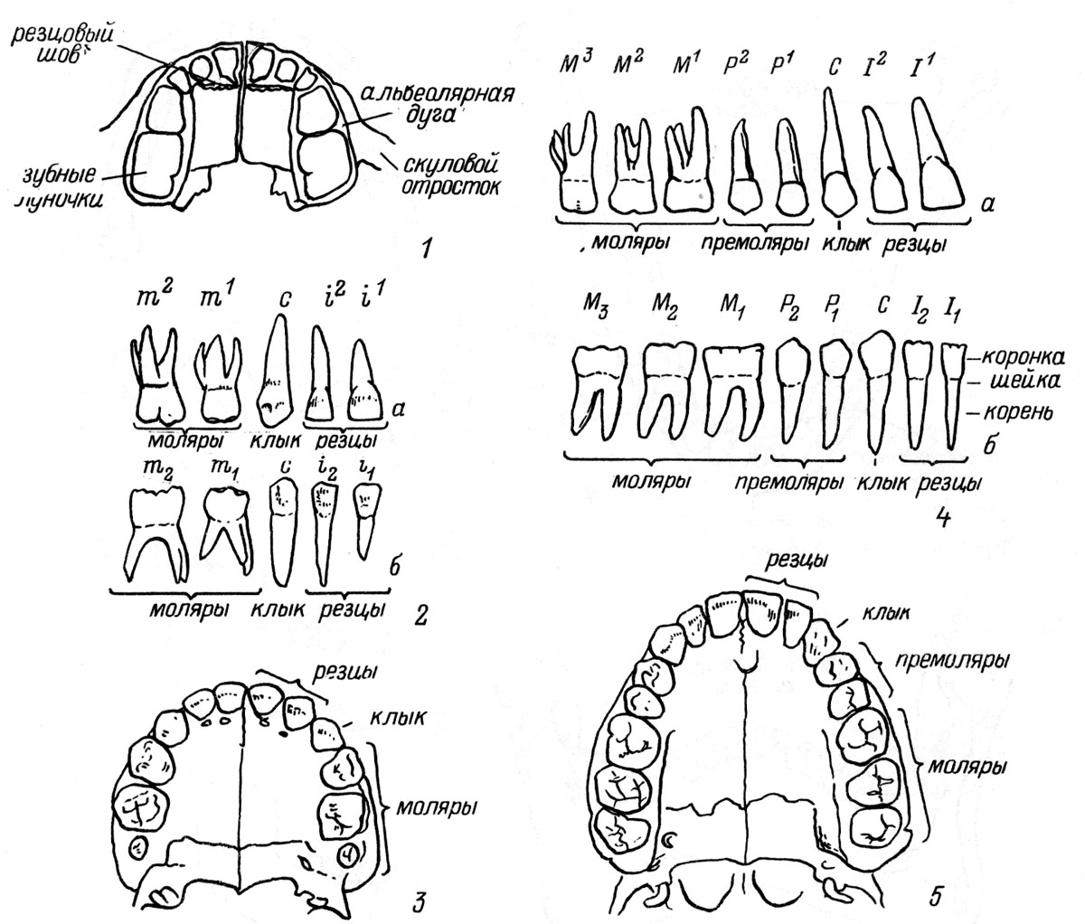 Зубная система. Зубная формула молочных зубов анатомия. Схема корней зубов верхней челюсти. Анатомическое строение зубов. Зубная формула. Схема строения зубов нижней челюсти.