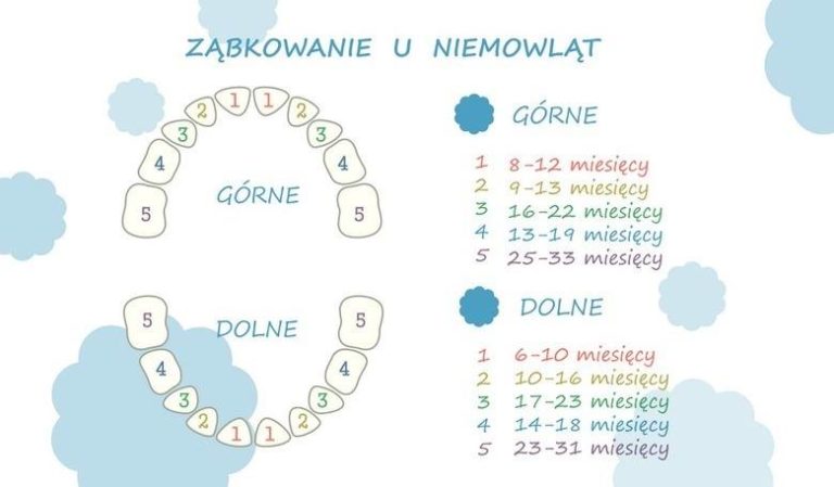 Схема выхода зубов у грудничков