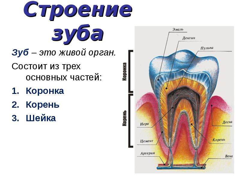 На рисунке изображен фрагмент челюсти с внутренним строением зуба какой буквой