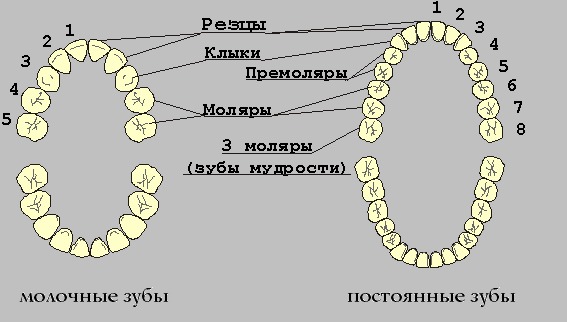 Молочная пятерка зуб. Схема появления постоянных зубов у детей. Коренные зубы у детей схема. Молочные и коренные зубы у детей схема.