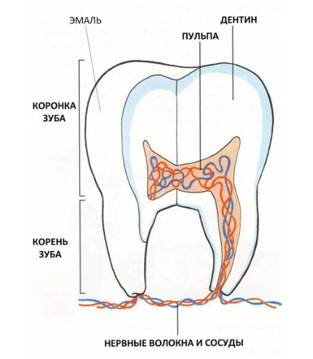 Строение молочного зуба
