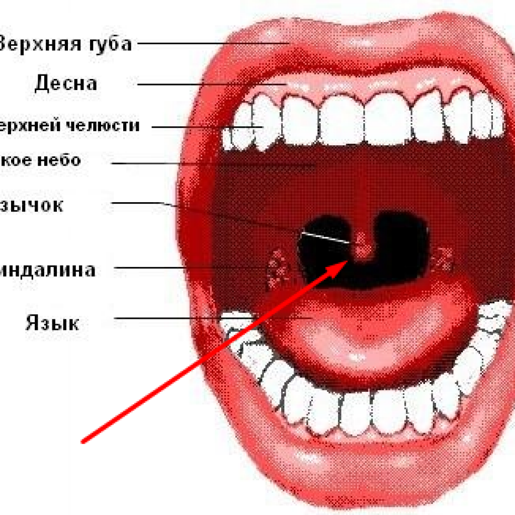 Соединяет язык. Воспаление небного язычка. Маленький язычок в горле.