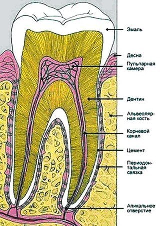 Описание практики выращивания новых зубов