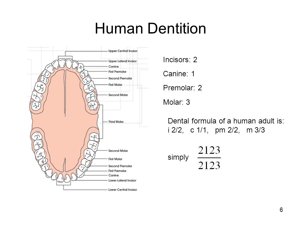 Зубной на латыни. Название зубов. Схема зубов. Формула зубов. Зубная формула постоянных зубов.