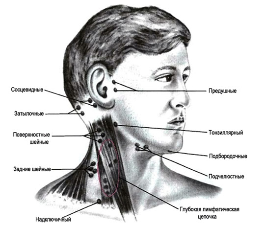 расположение лимфоузлов на шее и голове