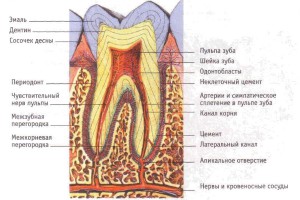 Таблица расположения корней на верхней и нижней челюсти человека: сколько каналов и нервов насчитывается в зубах?